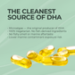 Veg Maxx™ Algal DHA (Vegetarian Omega-3) – 1000mg | Pure Brain & Heart Fuel